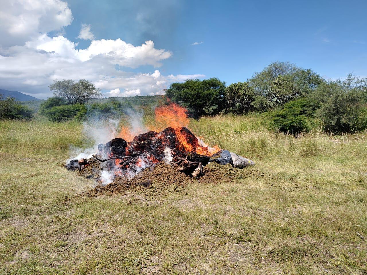 En Jalisco, Guardia Nacional destruye plantío y un aproximado de 170 kilos de posible marihuana