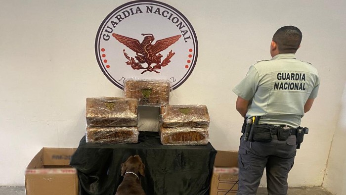 Binomio canino de la Guardia Nacional ubica alrededor de 40 kilos de aparente marihuana en Nuevo León