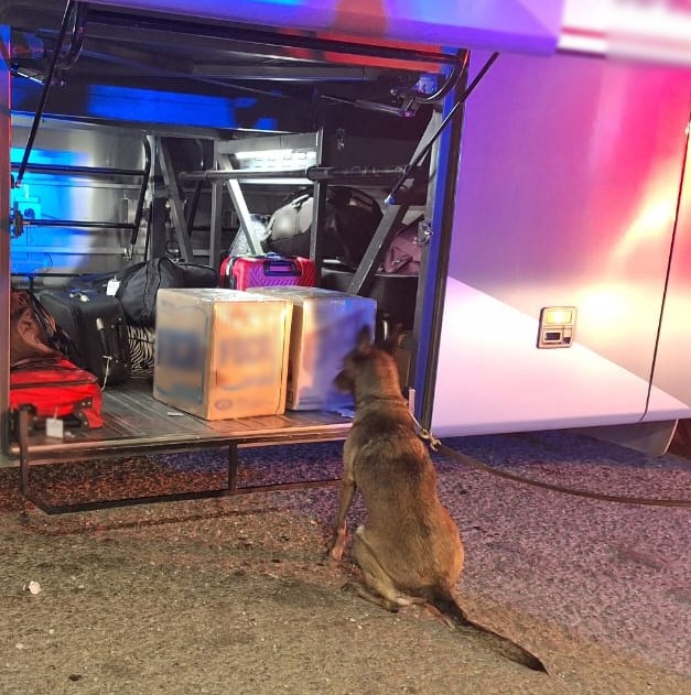 En Aguascalientes, binomio canino de la Guardia Nacional detecta más de 21 kilos de marihuana en autobús de pasajeros