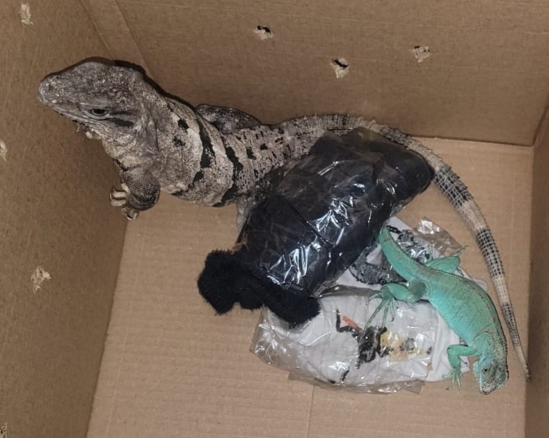 En la Ciudad de México, Guardia Nacional rescata dos iguanas vivas enviadas por paquetería