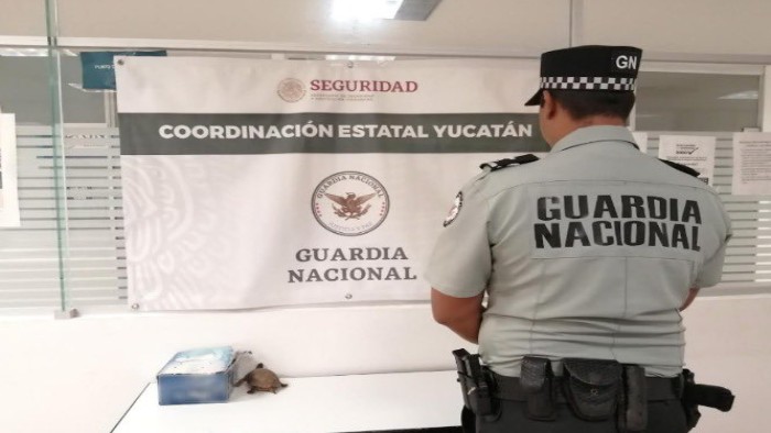 Guardia Nacional rescata a tortuga dentro de maleta en Aeropuerto de Mérida