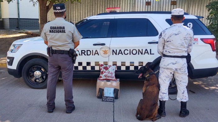 Binomio canino de la Guardia Nacional detecta cargadores para arma larga y aparente marihuana 