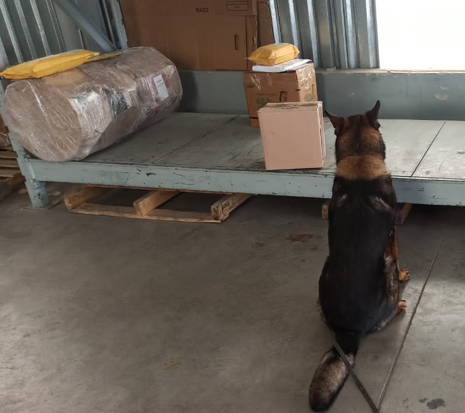 Binomio canino de la Guardia Nacional detecta entre prendas de vestir aparente marihuana