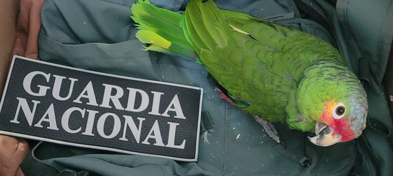 Guardia Nacional rescata a loro en empresa de mensajería y paquetería en Culiacán, Sinaloa