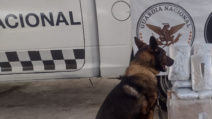 Binomio canino de la Guardia Nacional encuentra paquetes con aparente marihuana