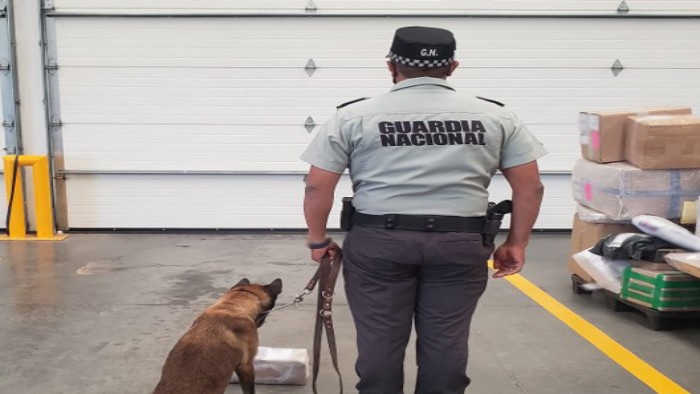 Binomio canino de Guardia Nacional detecta aparente marihuana en empresa de paquetería