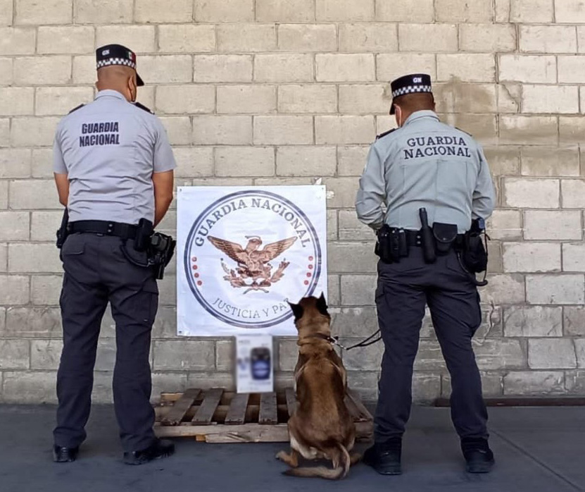 Binomios caninos de Guardia Nacional detectan pastillas de aparente fentanilo escondidas en bocina