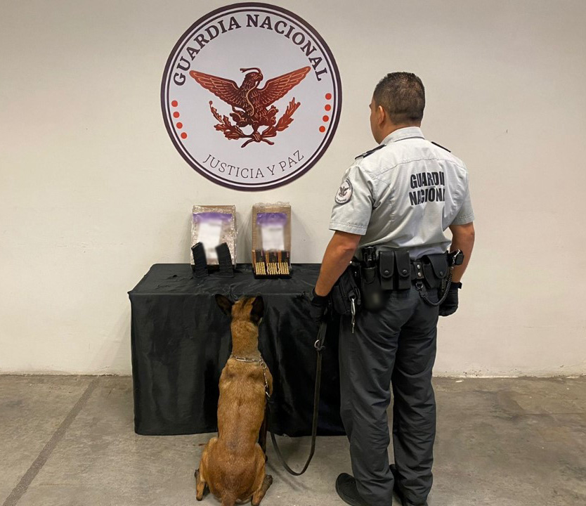 Binomio canino de Guardia Nacional detecta cartuchos y cargadores para arma de fuego