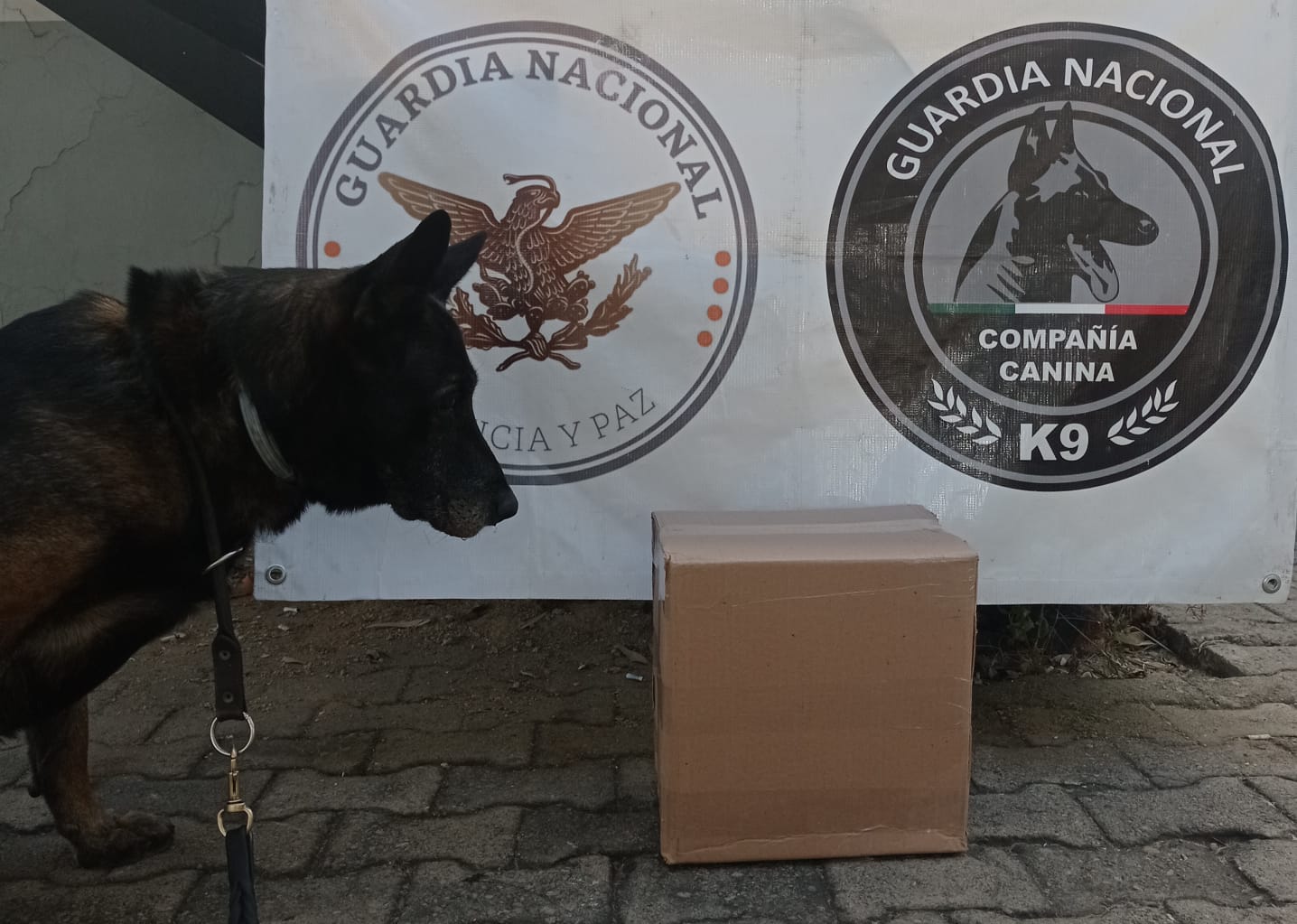 Guardia Nacional decomisa aparente marihuana y crystal en acciones por separado