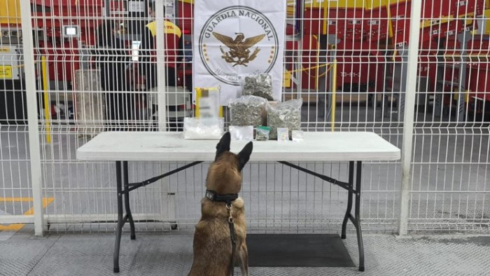 Guardia Nacional y Ejército mexicano aseguran aparente marihuana, crystal, cocaína y éxtasis