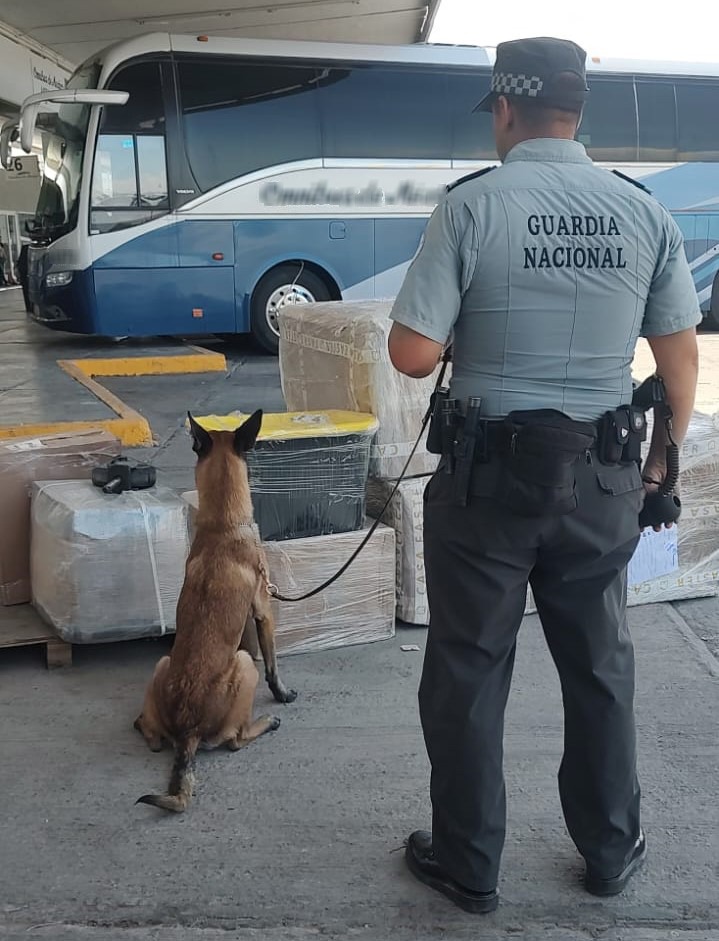 En Coahuila, Guardia Nacional detecta un aproximado de 10.5 kilos de posible marihuana en envío de paquetería