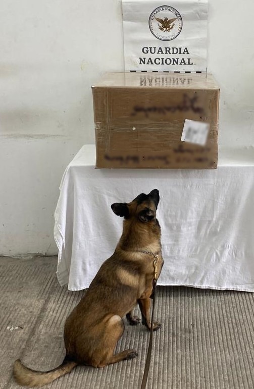 En Aguascalientes, binomio canino de la Guardia Nacional detecta caja con un aproximado de 10.3 kilos de posible marihuana