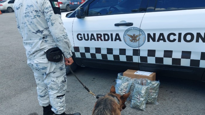 Binomios caninos de Guardia Nacional detectan aparente marihuana en aeropuerto de Cancún