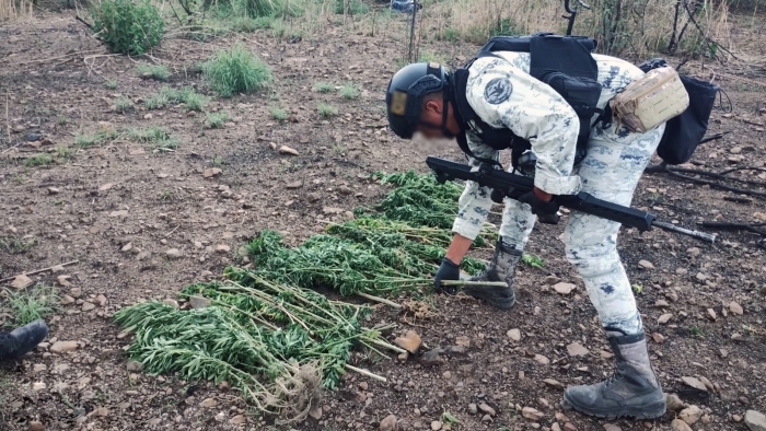 En Jalisco, Guardia Nacional localiza entre la maleza 130 kilos de posible marihuana