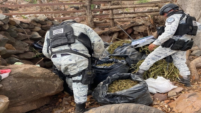 En Jalisco, Guardia Nacional localiza 100 kilos de posible marihuana ocultos en costales y bolsas para basura