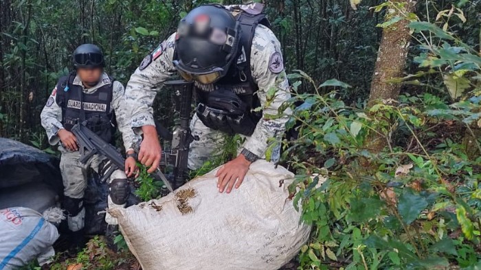 En Michoacán, Guardia Nacional y Ejército Mexicano localizan costales con aparente marihuana