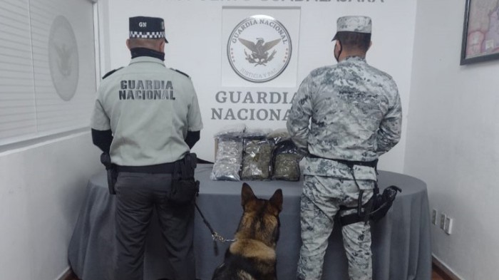 Detectan binomios caninos de la Guardia Nacional bolsas con aparente marihuana en Jalisco