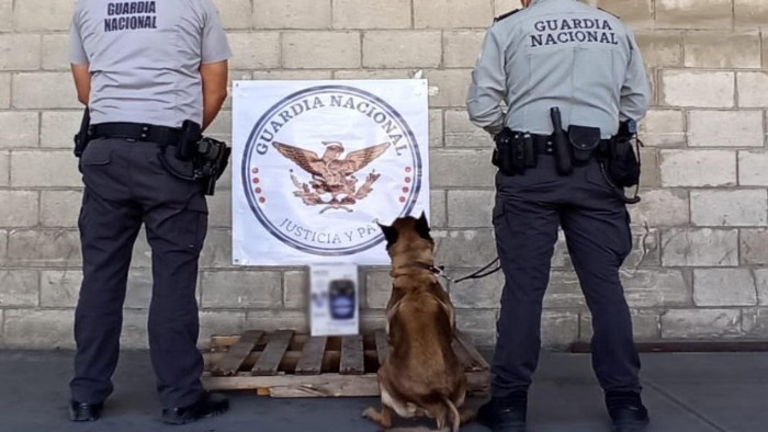 Binomios caninos de Guardia Nacional detectan pastillas de aparente fentanilo escondidas en bocina