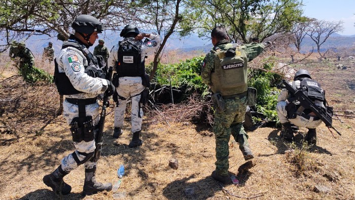 En Michoacán, Guardia Nacional y Ejército Mexicano localizan y destruyen plantío de aparente marihuana