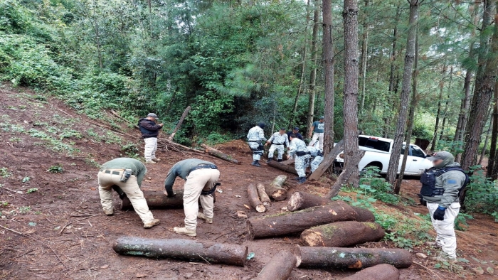 En Michoacán, Guardia Nacional asegura rollos de madera en la reserva de la biósfera de la mariposa monarca En Michoacán, Guardia Nacional asegura rollos de madera en la reserva de la biósfera de la mariposa monarca