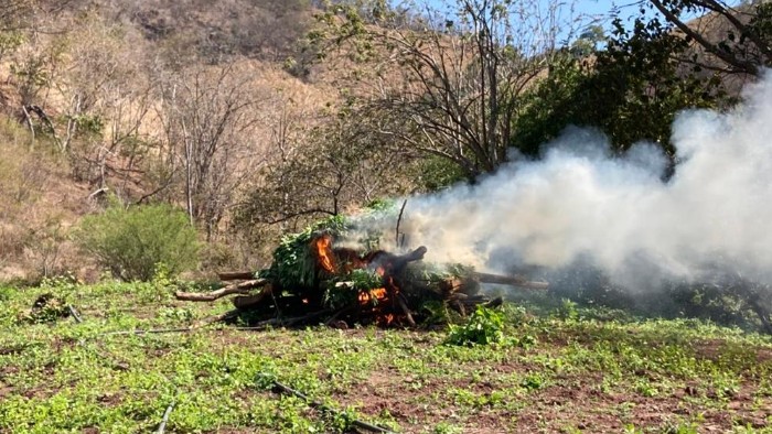 En Michoacán, Guardia Nacional y Ejército Mexicano localizan y destruyen tres sembradíos de aparente marihuana En Michoacán, Guardia Nacional y Ejército Mexicano localizan y destruyen tres sembradíos de aparente marihuana