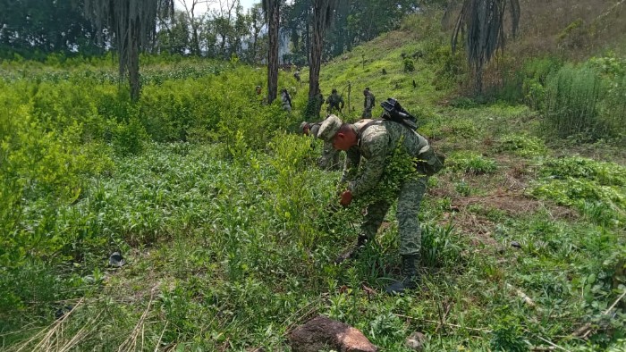En Guerrero, Guardia Nacional, Ejército Mexicano y Policía Estatal localizan cuatro hectáreas de aparente coca En Guerrero, Guardia Nacional, Ejército Mexicano y Policía Estatal localizan cuatro hectáreas de aparente coca