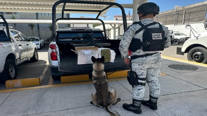 En Octubre, Guardia Nacional asegura más de 250 paquetes con aparente marihuana en catorce estados En Octubre, Guardia Nacional asegura más de 250 paquetes con aparente marihuana en catorce estados
