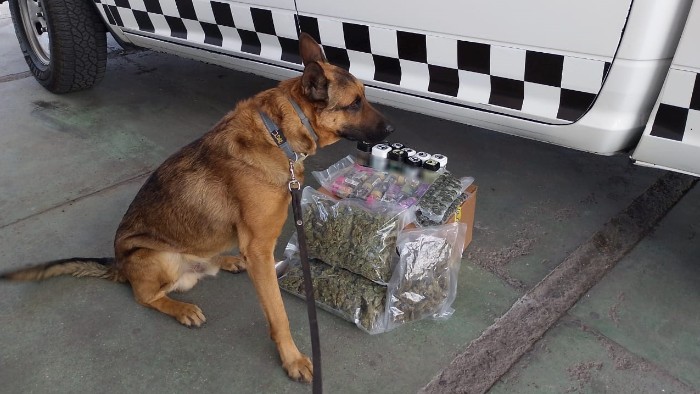 En Jalisco, Guardia Nacional asegura paquete con aparente marihuana y productos elaborados a base de cannabis