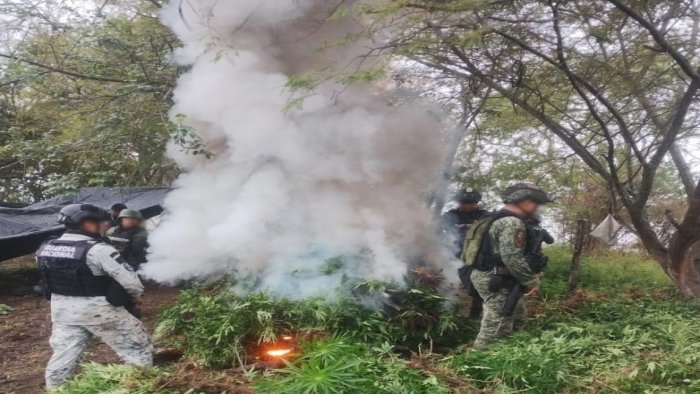 En Michoacán, Guardia Nacional y Ejército Mexicano destruyen más de 36 mil plantas de aparente marihuana