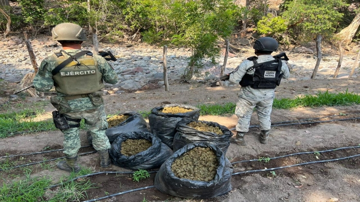 En Michoacán, GN Y Ejército Mexicano localizan secadero de aparente marihuana e incineran 78 kilos del enervante