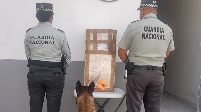 En San Luis Potosí, binomio canino de la Guardia Nacional detecta caja con más de 12 kilos de posible marihuana