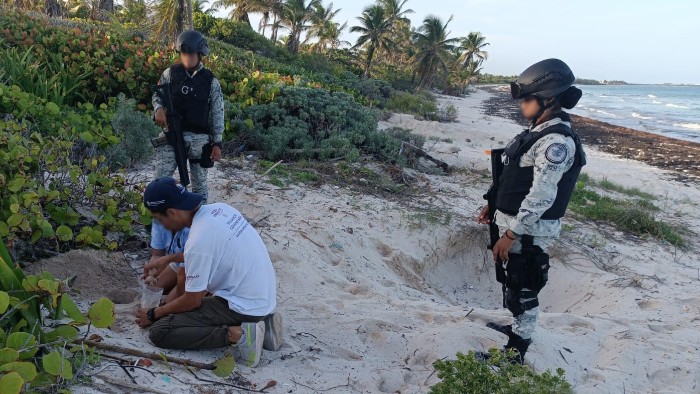 En Quintana Roo, Guardia Nacional recupera huevos de tortuga marina que son devueltos a nidos bajo custodia