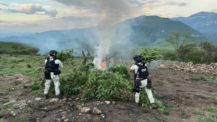 En Jalisco, Guardia Nacional localiza y destruye tres plantíos de posible marihuana