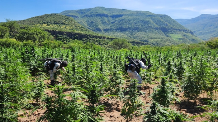 En Jalisco, Guardia Nacional localiza y destruye plantíos de posible marihuana