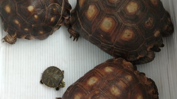 En Ciudad de México, binomio canino de la Guardia Nacional localiza nueve tortugas enviadas a Chiapas por paquetería