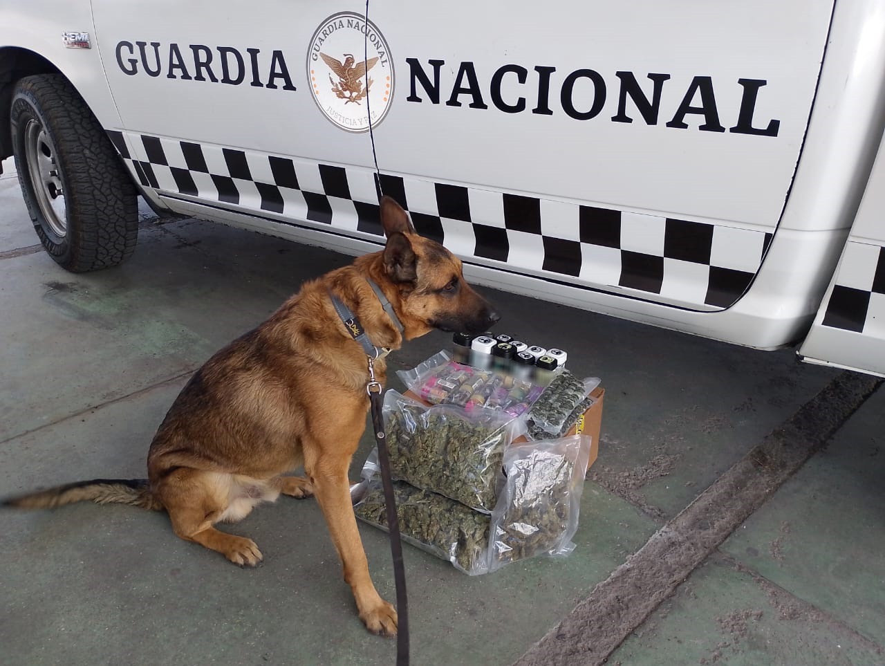 En Jalisco, Guardia Nacional asegura paquete con aparente marihuana y productos elaborados a base de cannabis