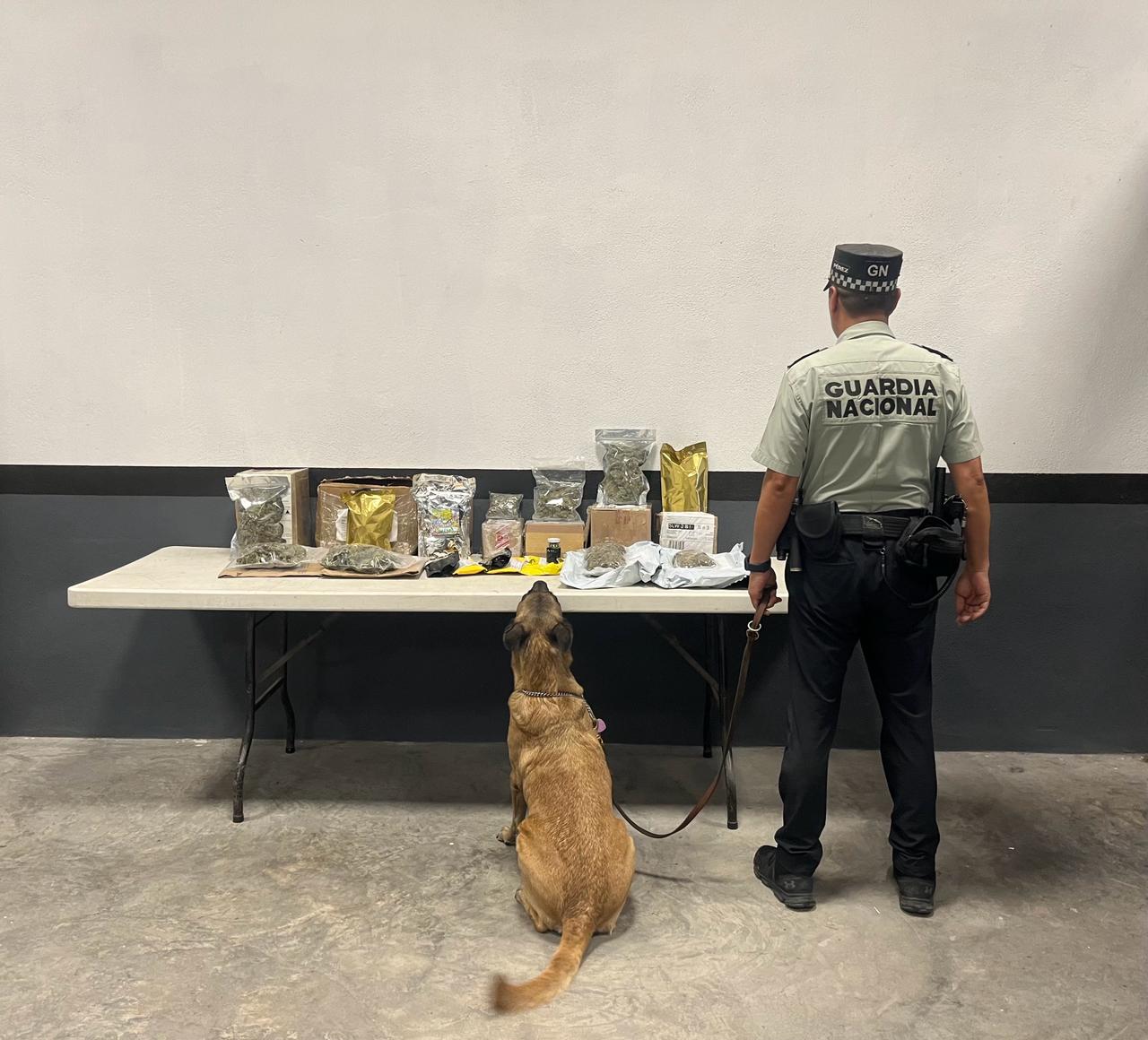 En Nuevo León, binomios caninos de la Guardia Nacional detectan 16 envíos de mensajería con aparente marihuana