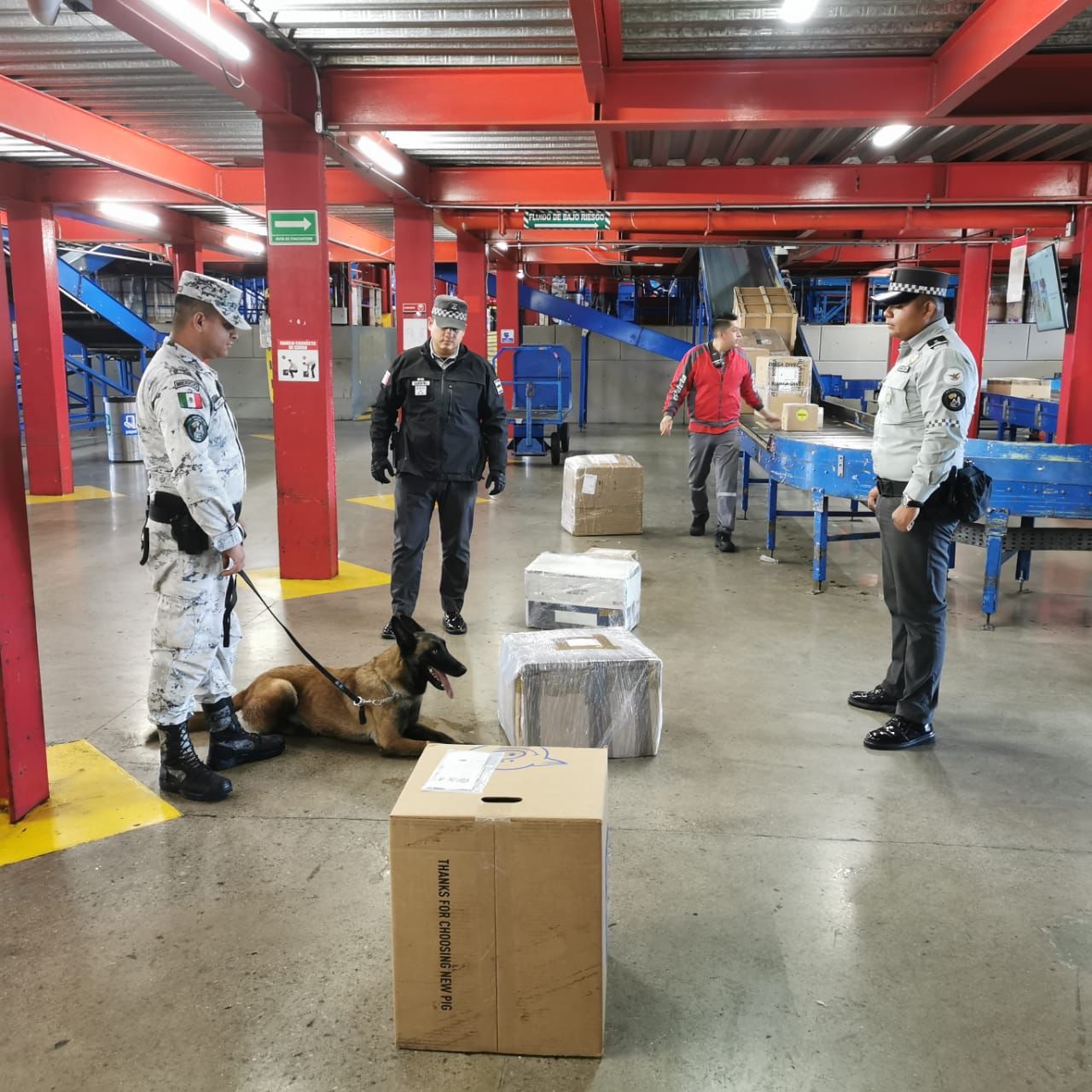 En San Luis Potosí, binomio canino de la Guardia Nacional asegura cajas con más de 17 kilos de posible marihuana