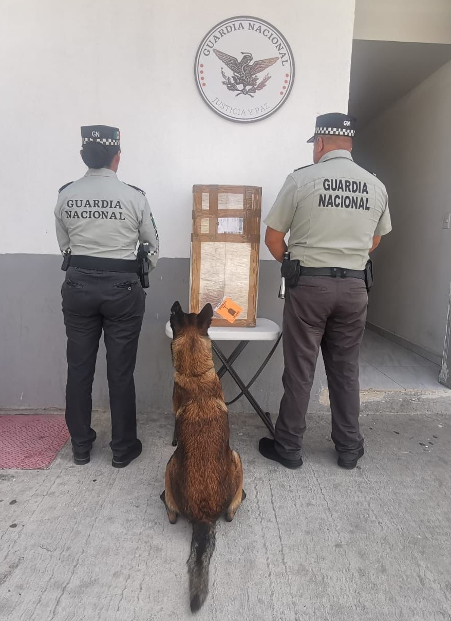 En San Luis Potosí, binomio canino de la Guardia Nacional detecta caja con más de 12 kilos de posible marihuana