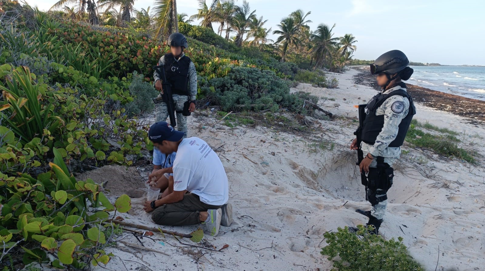 En Quintana Roo, Guardia Nacional recupera huevos de tortuga marina que son devueltos a nidos bajo custodia