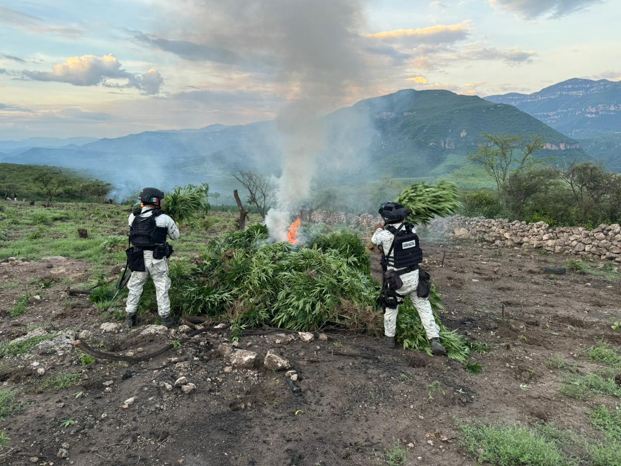 En Jalisco, Guardia Nacional localiza y destruye tres plantíos de posible marihuana